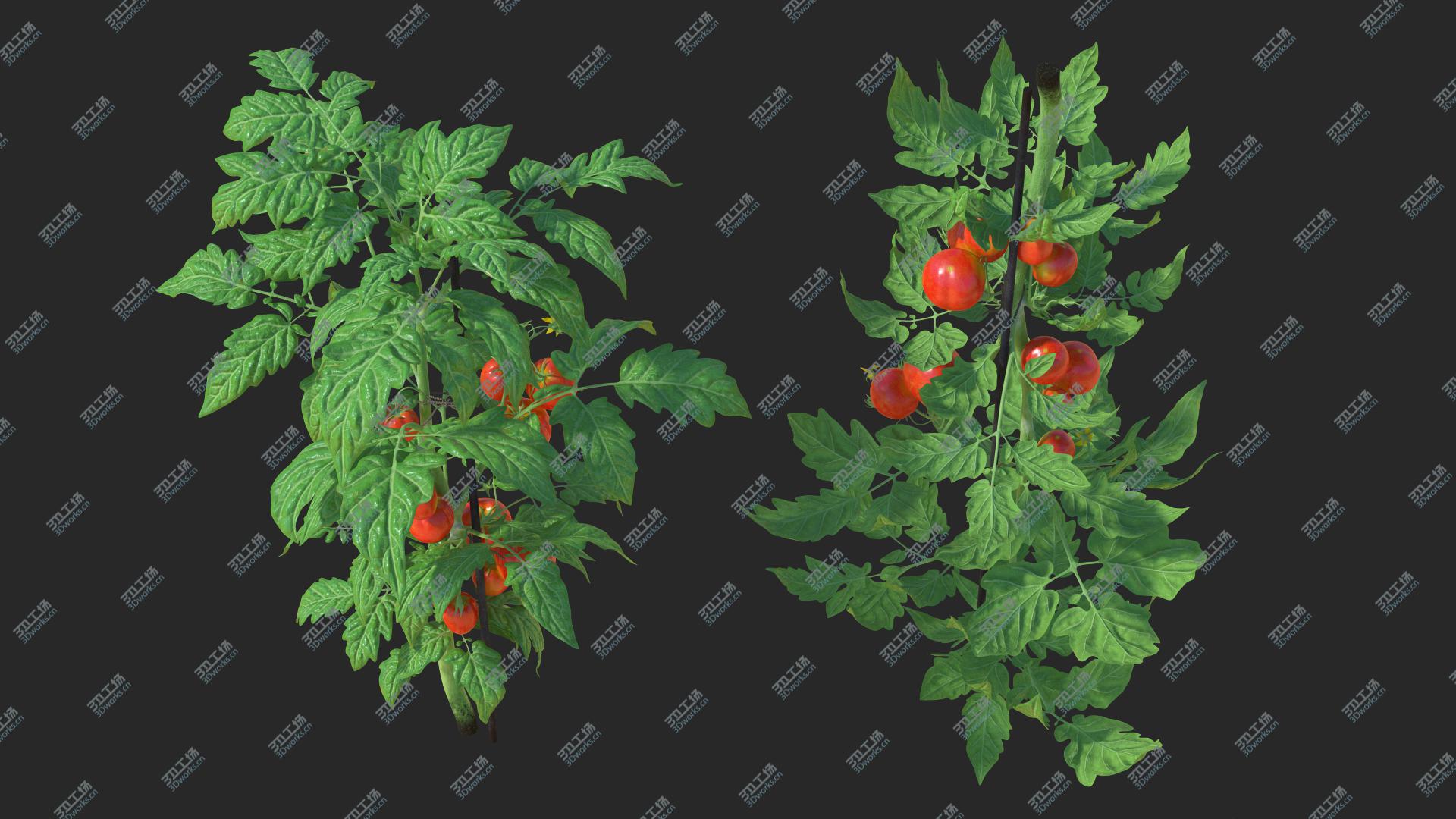 images/goods_img/202104021/3D Tomatoes Fruits and Flowers/5.jpg